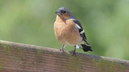Chaffinch sitting on a fence UK