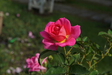 pink and white flower