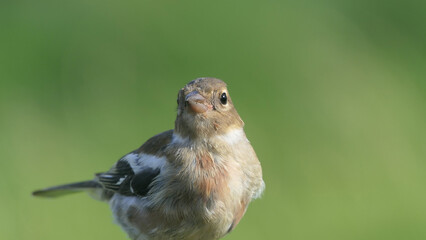 Chaffinch sitting on a fence UK