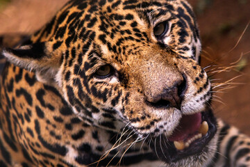 Jaguar photographed in captivity in Goias. Midwest of Brazil. Cerrado Biome. Picture made in 2015.