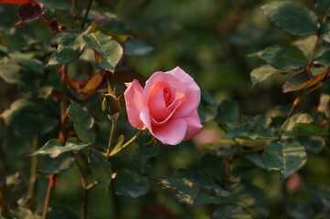 pink rose in garden