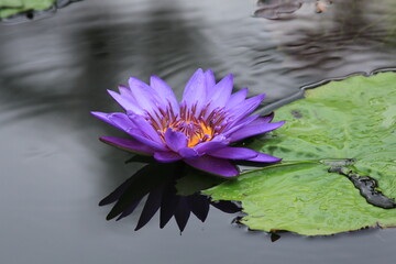 water lily in a pond
