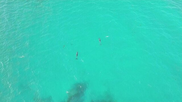 Dolphins Swimming Under The Deep Blue Sea At Summer In Lancelin, Western Australia. - aerial