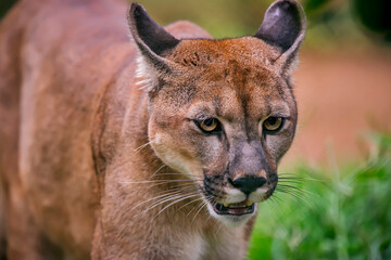 Puma photographed in captivity in Goias. Midwest of Brazil. Cerrado Biome. Picture made in 2015.