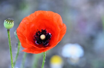 Close up of a red Poppy in sunshine