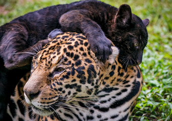 Jaguar photographed in captivity in Goias. Midwest of Brazil. Cerrado Biome. Picture made in 2015.