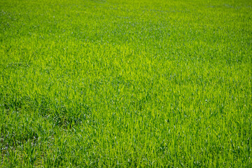 Obraz na płótnie Canvas landscape rice green field agriculture