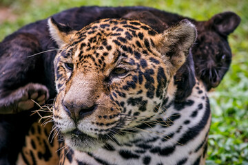 Jaguar photographed in captivity in Goias. Midwest of Brazil. Cerrado Biome. Picture made in 2015.