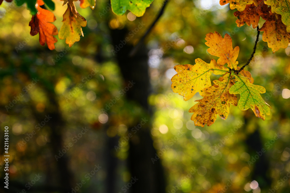 Wall mural colorful oak leaves on a branch in the forest.