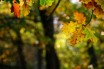 Colorful oak leaves on a branch in the forest.