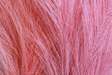 pink and light orange decorative feathers texture