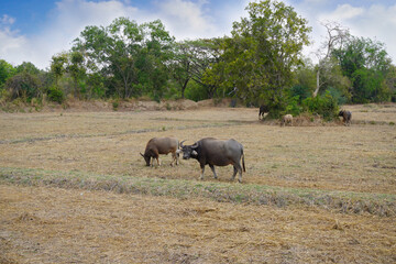 Naklejka premium Buffalo herds eat grass at the field, animal, nature, copy space