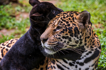 Jaguar photographed in captivity in Goias. Midwest of Brazil. Cerrado Biome. Picture made in 2015.
