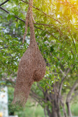 side view a bird's nest made of brown leaves hanging on a tree, nature, object, decoration, retro