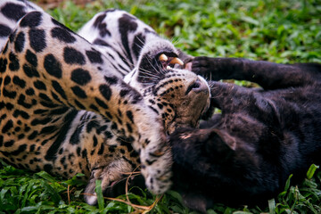 Jaguar photographed in captivity in Goias. Midwest of Brazil. Cerrado Biome. Picture made in 2015.