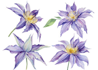 Fototapeta na wymiar Set purple clematis on a white background, watercolor illustration, flora design, botanical painting