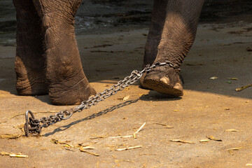 The elephant's legs are chained in a large chain.