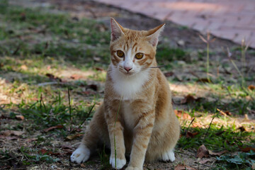 Close up of a yellow and white Thai cat.