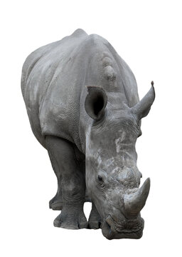 Portrait Rhino isolated
