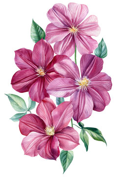 Watercolor pink clematis, bouquet flowers on an isolated white background. Botanical illustration.