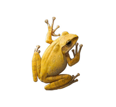 Yellow frog on white background