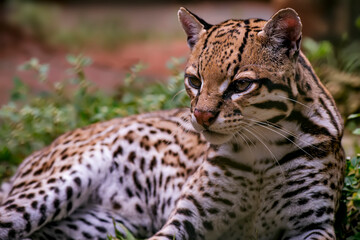 Oncelot photographed in captivity in Goias. Midwest of Brazil. Cerrado Biome. Picture made in 2015.