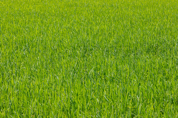 landscape rice green field agriculture