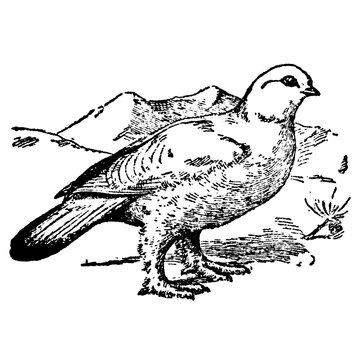 Vintage engraving of a lagopus