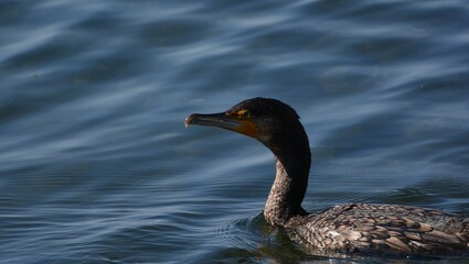 海辺で泳ぐウミウ