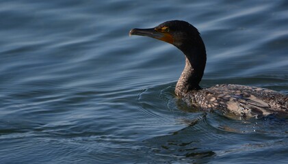 海辺で泳ぐウミウ