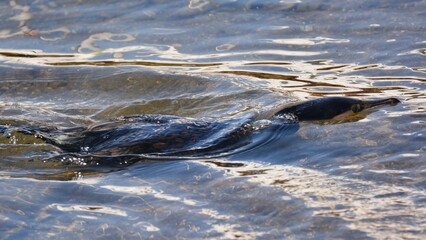 海辺で泳ぐウミウ