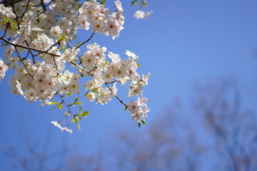 春に咲く桜