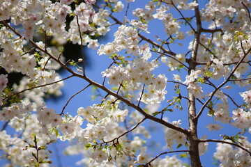 春に咲く桜