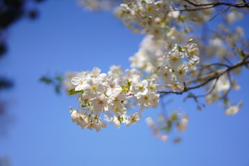 春に咲く桜