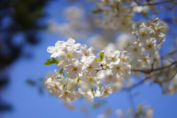 春に咲く桜