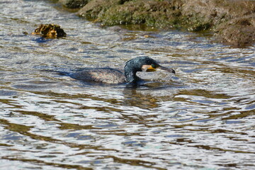 海辺で泳ぐウミウ