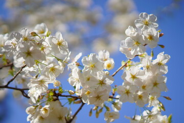 東京で咲く桜の花
