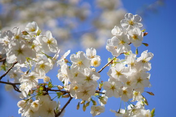 東京で咲く桜の花
