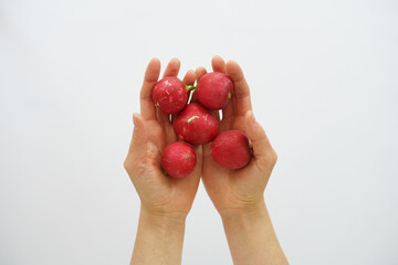 Radish in the hands