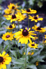 Echinacea flower also know as Cone Daisy presented in pots on shelf