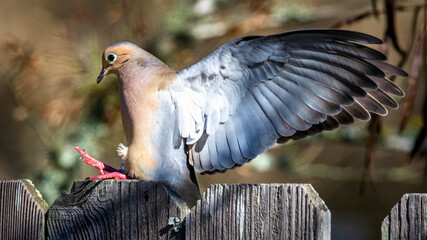 Mourning Dove not landing to well on the fence!