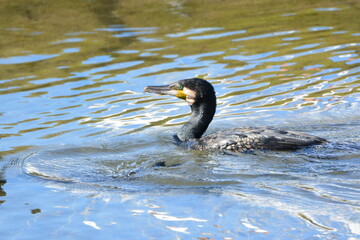 海辺で泳ぐウミウ
