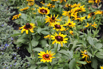 Echinacea flower also know as Cone Daisy presented in pots on shelf