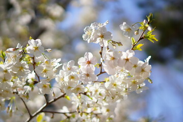 東京で咲く桜の花