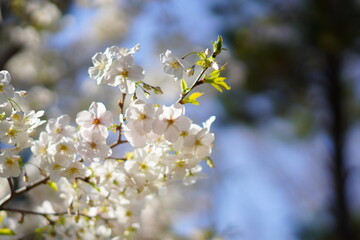 東京で咲く桜の花