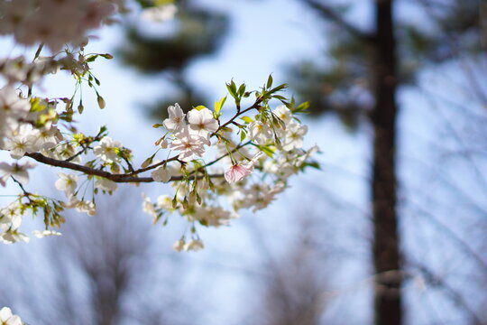 東京で咲く桜の花