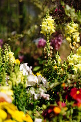 花壇に咲くパンジーなどの花