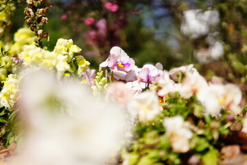 花壇に咲くパンジーなどの花