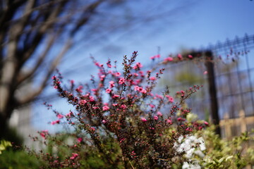 花壇に咲くパンジーなどの花