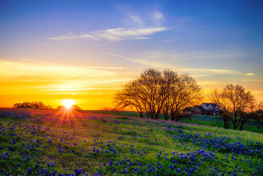 Texas Bluebonnet field blooming in the spring at sunrise